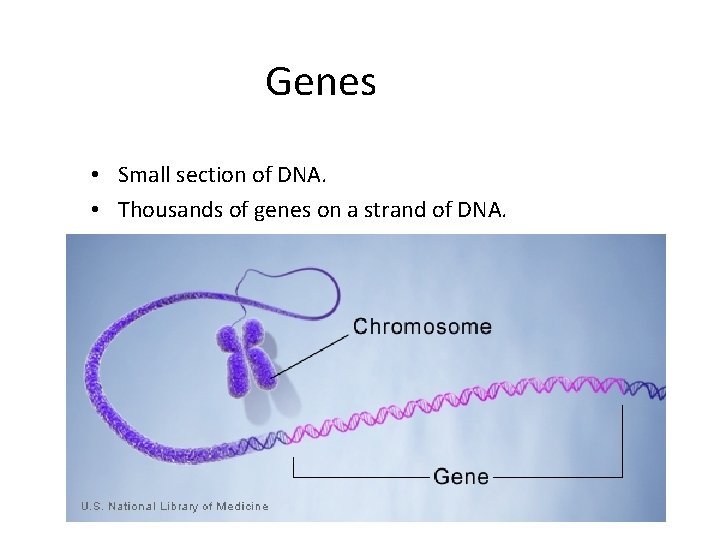 Genes • Small section of DNA. • Thousands of genes on a strand of