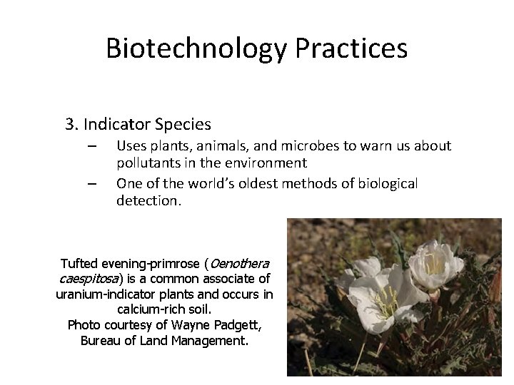 Biotechnology Practices 3. Indicator Species – – Uses plants, animals, and microbes to warn