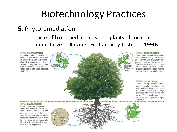 Biotechnology Practices 5. Phytoremediation – Type of bioremediation where plants absorb and immobilize pollutants.