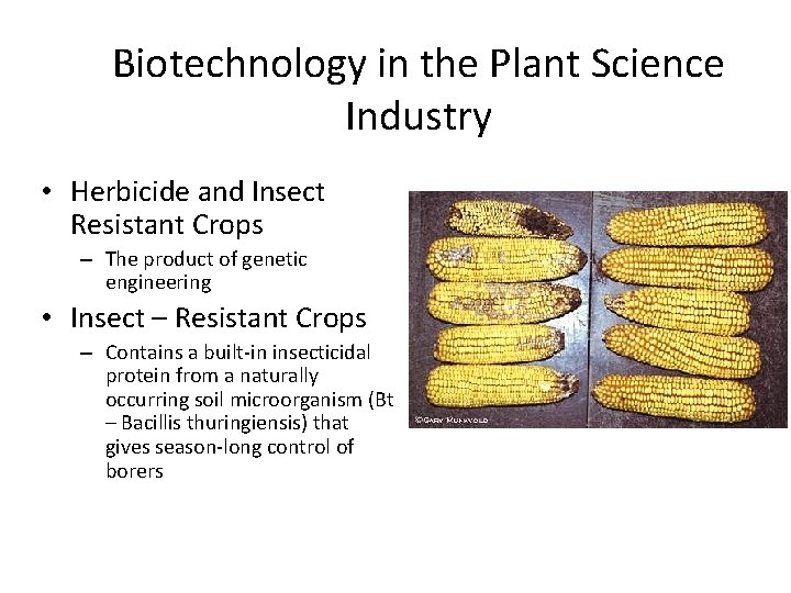 Biotechnology in the Plant Science Industry • Herbicide and Insect Resistant Crops – The