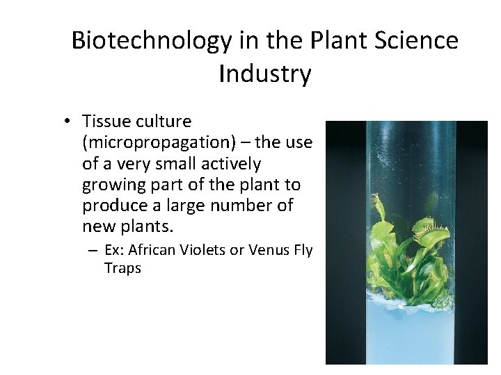 Biotechnology in the Plant Science Industry • Tissue culture (micropropagation) – the use of