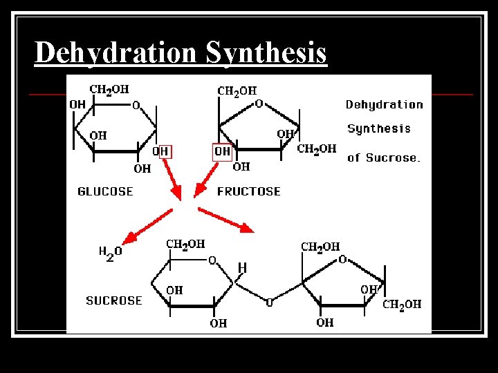 Dehydration Synthesis 