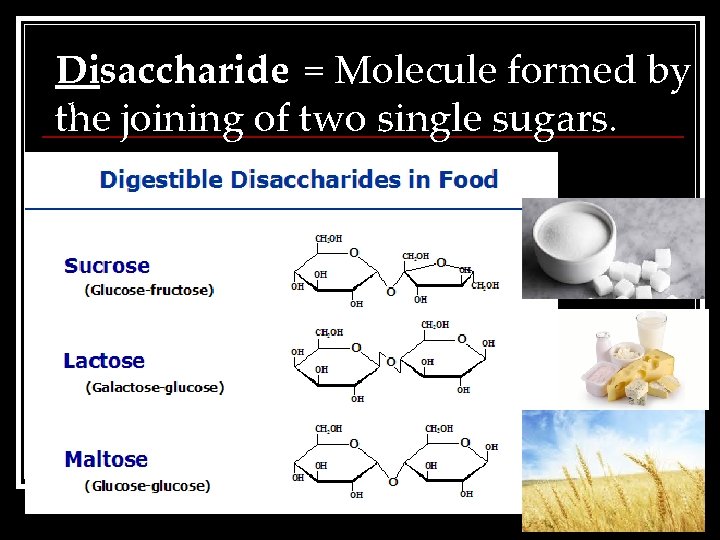 Disaccharide = Molecule formed by the joining of two single sugars. 