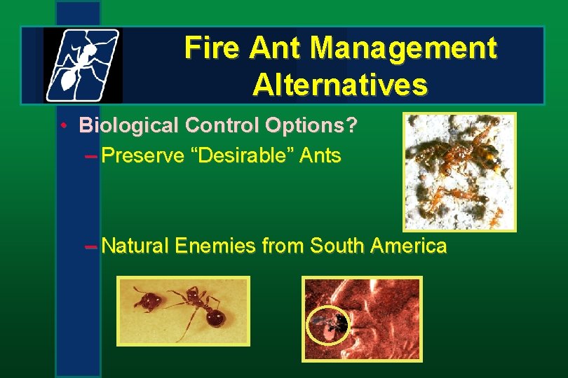 Fire Ant Management Alternatives • Biological Control Options? – Preserve “Desirable” Ants – Natural