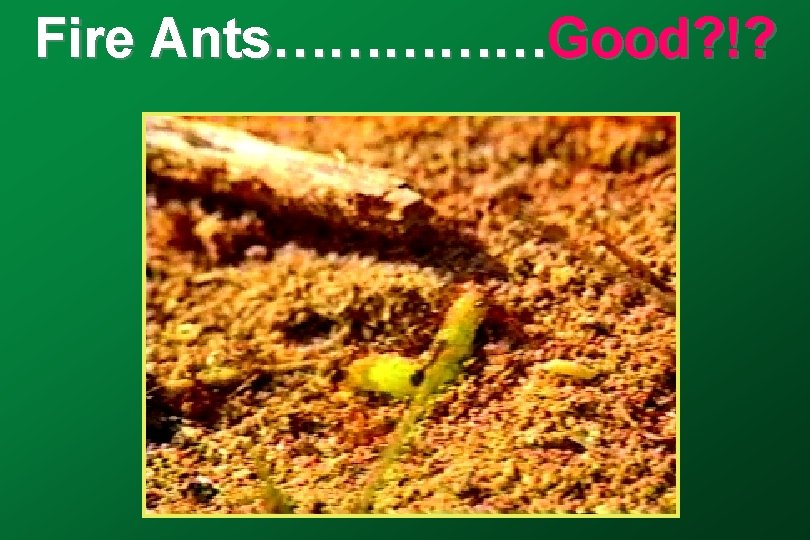 Fire Ants……………Good? !? 