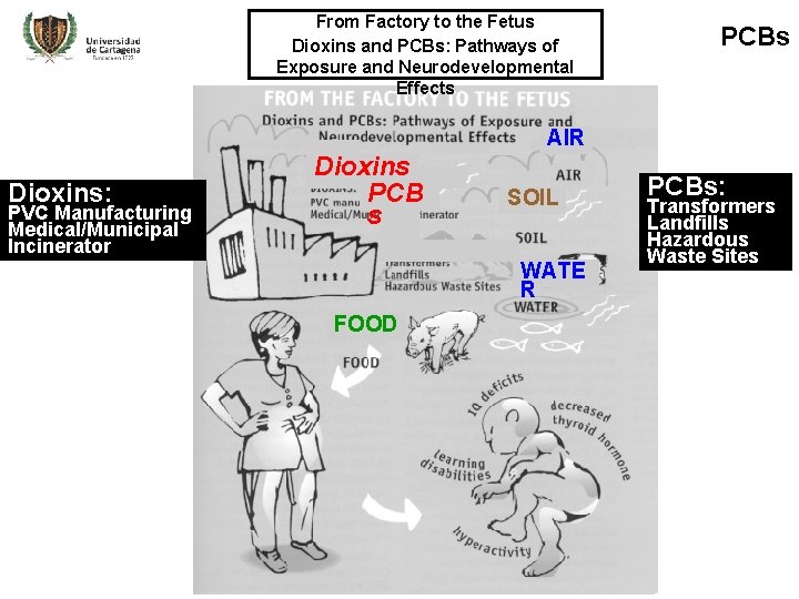 From Factory to the Fetus Dioxins and PCBs: Pathways of Exposure and Neurodevelopmental Effects