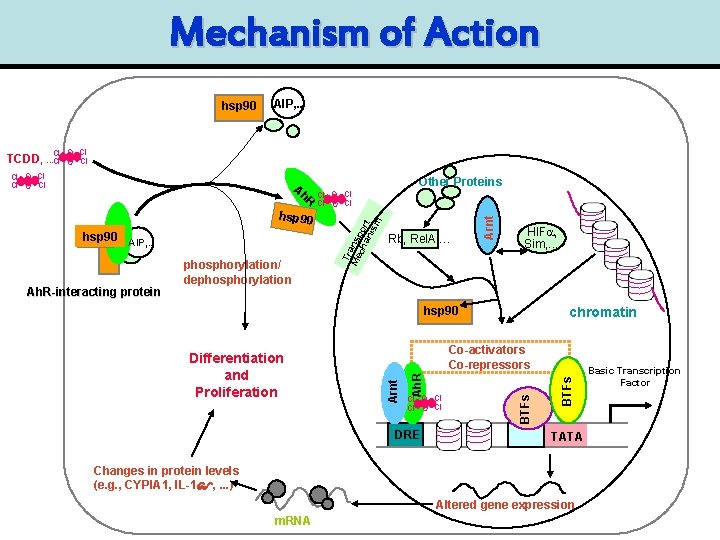 Mechanism of Action hsp 90 AIP, . . Cl O Cl TCDD, . .