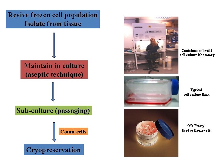 Revive frozen cell population Isolate from tissue Containment level 2 cell culture laboratory Maintain