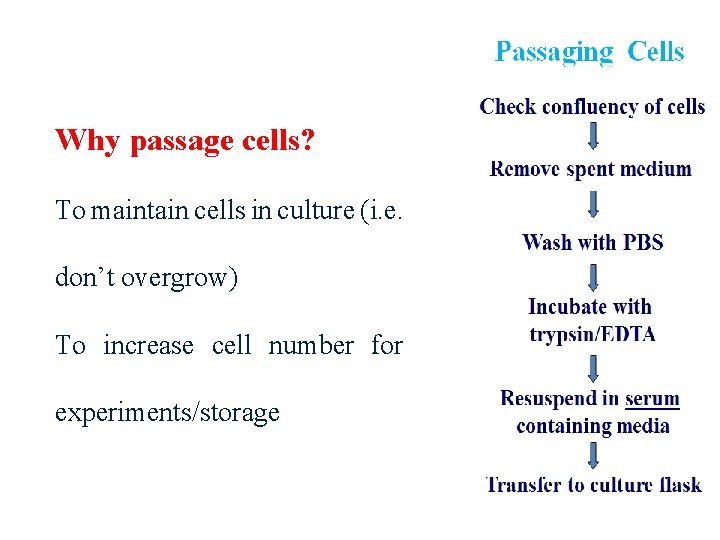 Why passage cells? To maintain cells in culture (i. e. don’t overgrow) To increase