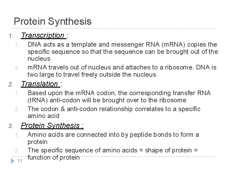 Protein Synthesis Transcription : 1. DNA acts as a template and messenger RNA (m.