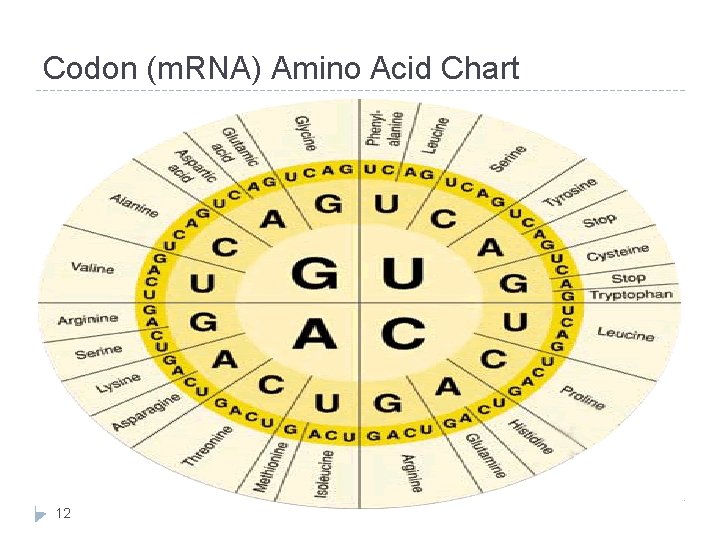 Codon (m. RNA) Amino Acid Chart 12 
