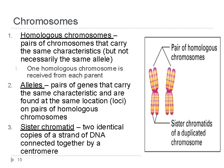 Chromosomes Homologous chromosomes – pairs of chromosomes that carry the same characteristics (but not