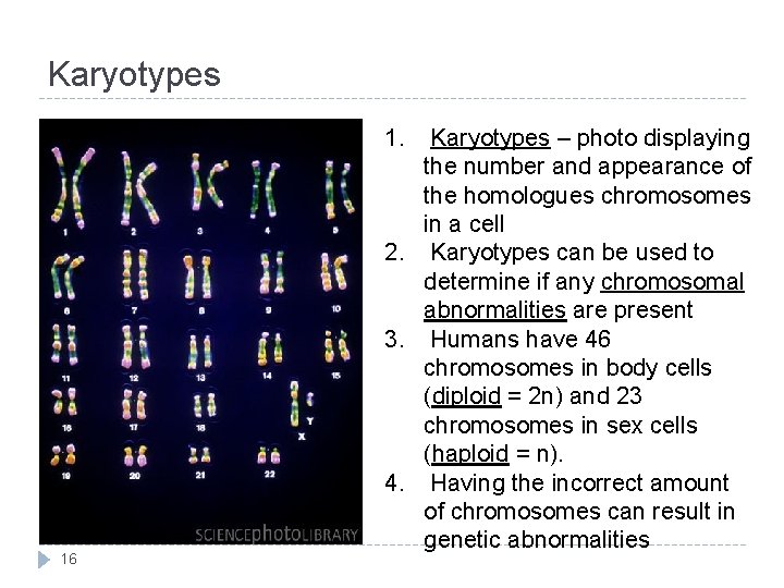 Karyotypes 1. 16 Karyotypes – photo displaying the number and appearance of the homologues