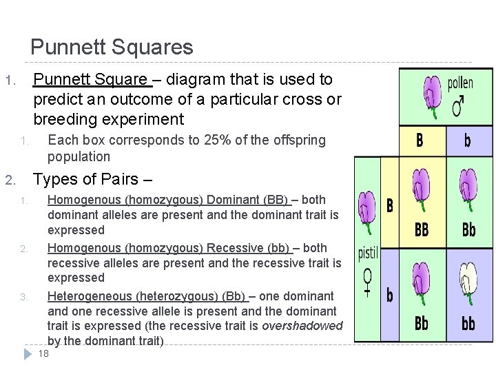 Punnett Squares Punnett Square – diagram that is used to predict an outcome of