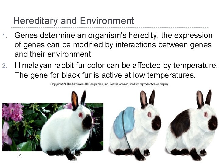Hereditary and Environment 1. 2. Genes determine an organism’s heredity, the expression of genes