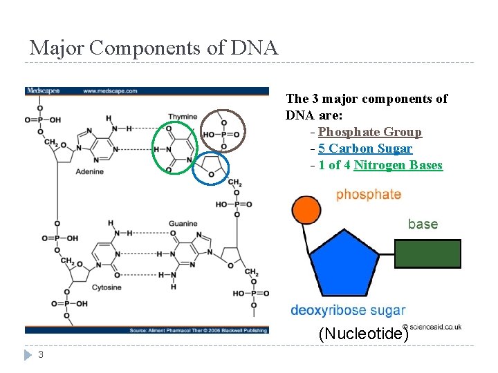Major Components of DNA The 3 major components of DNA are: - Phosphate Group