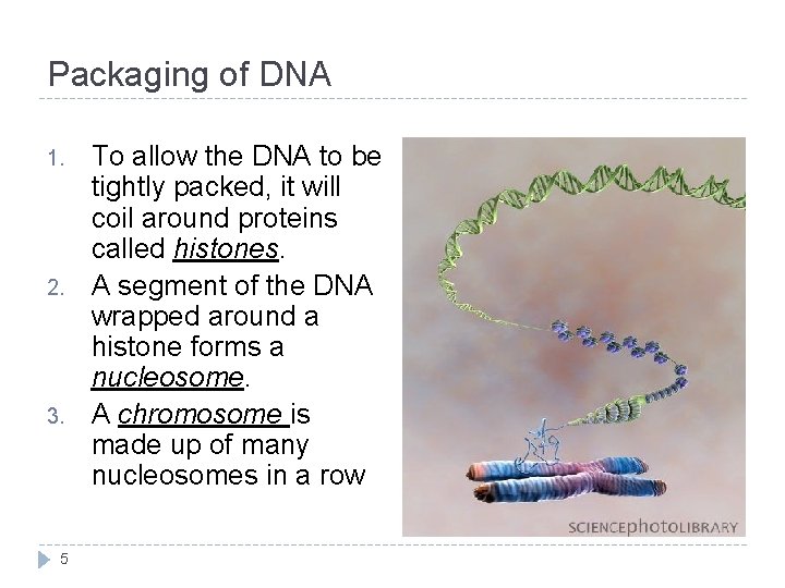 Packaging of DNA 1. 2. 3. 5 To allow the DNA to be tightly