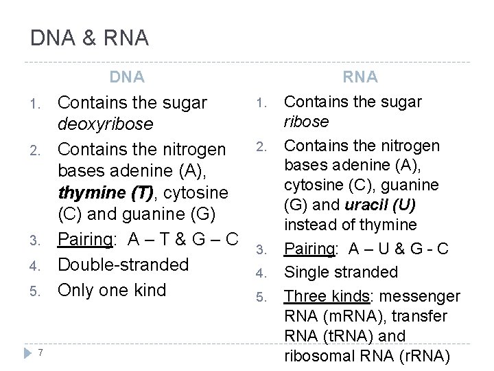 DNA & RNA DNA 1. 2. 3. 4. 5. 7 Contains the sugar deoxyribose