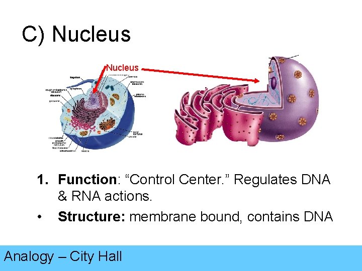 Cell Organelles Review Cell Parts Cells the basic