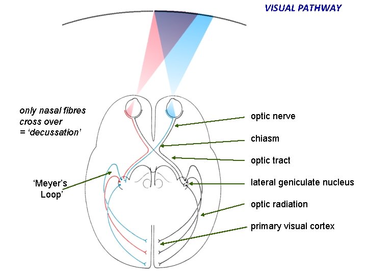 VISUAL PATHWAY only nasal fibres cross over = ‘decussation’ optic nerve chiasm optic tract