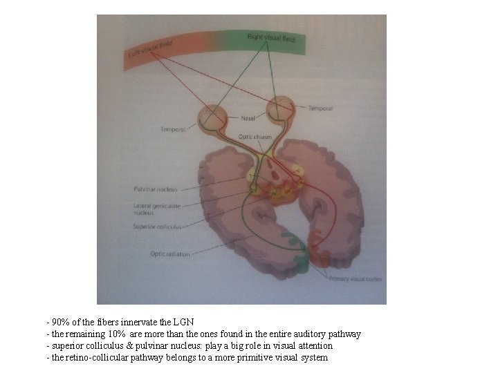- 90% of the fibers innervate the LGN - the remaining 10% are more