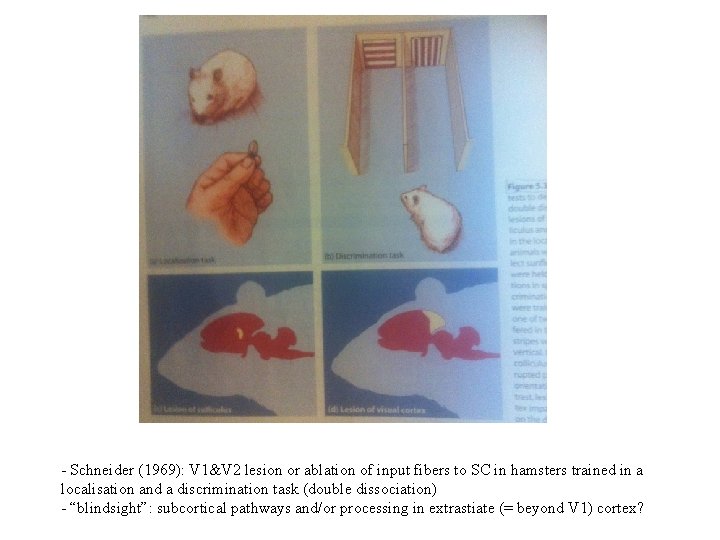- Schneider (1969): V 1&V 2 lesion or ablation of input fibers to SC