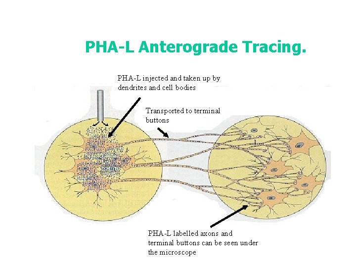 PHA-L Anterograde Tracing. PHA-L injected and taken up by dendrites and cell bodies Transported