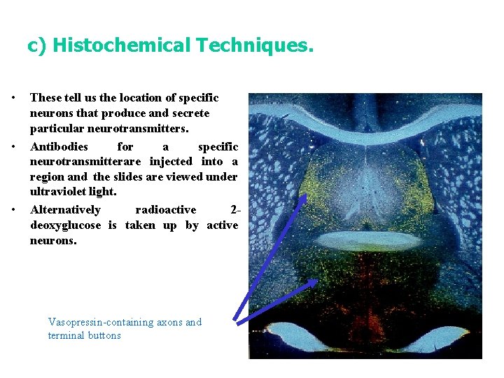 c) Histochemical Techniques. • • • These tell us the location of specific neurons