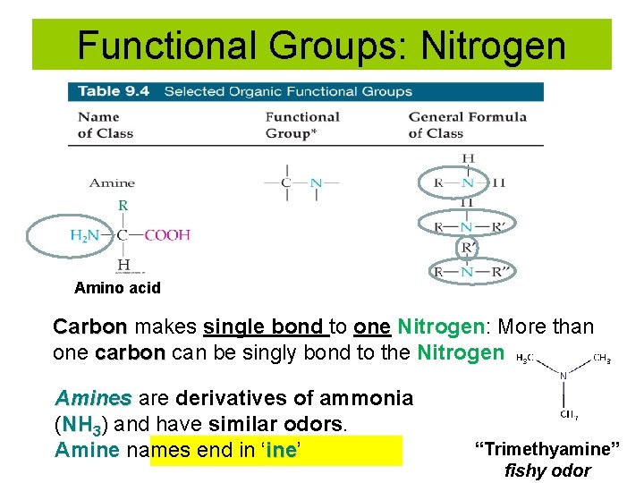 Functional Groups: Nitrogen Amino acid Carbon makes single bond to one Nitrogen: More than