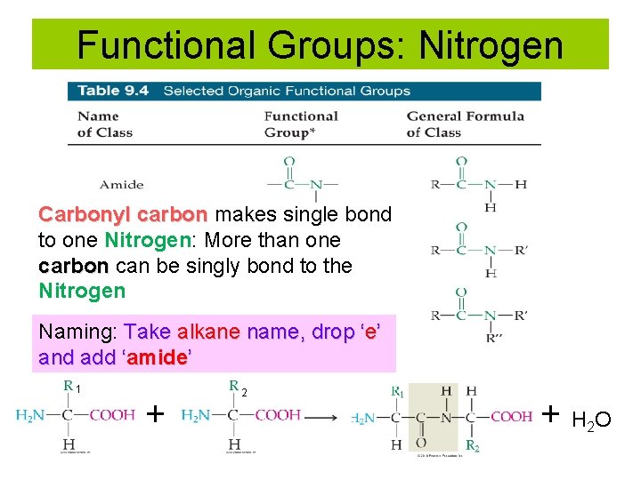 Functional Groups: Nitrogen Carbonyl carbon makes single bond to one Nitrogen: More than one