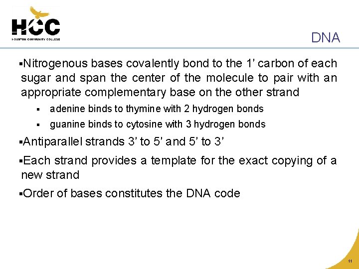DNA §Nitrogenous bases covalently bond to the 1′ carbon of each sugar and span