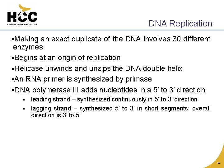 DNA Replication §Making an exact duplicate of the DNA involves 30 different enzymes §Begins