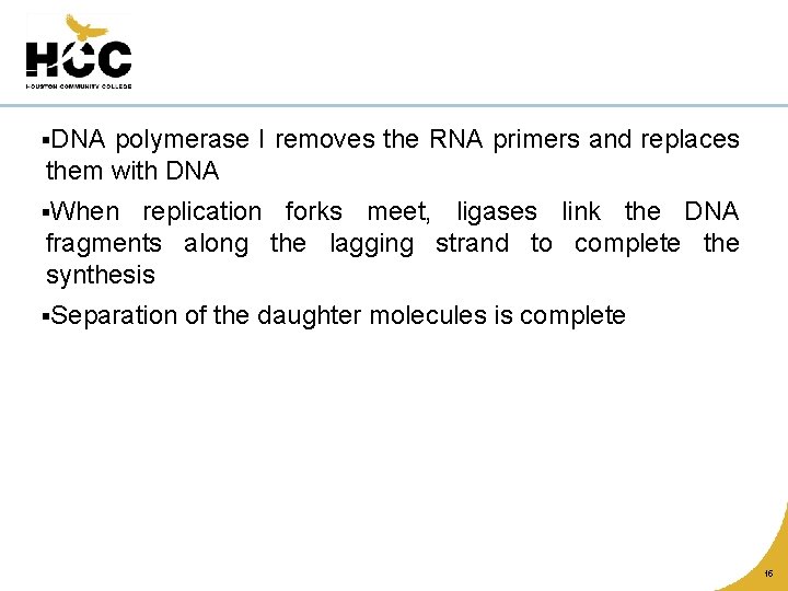 §DNA polymerase I removes the RNA primers and replaces them with DNA §When replication