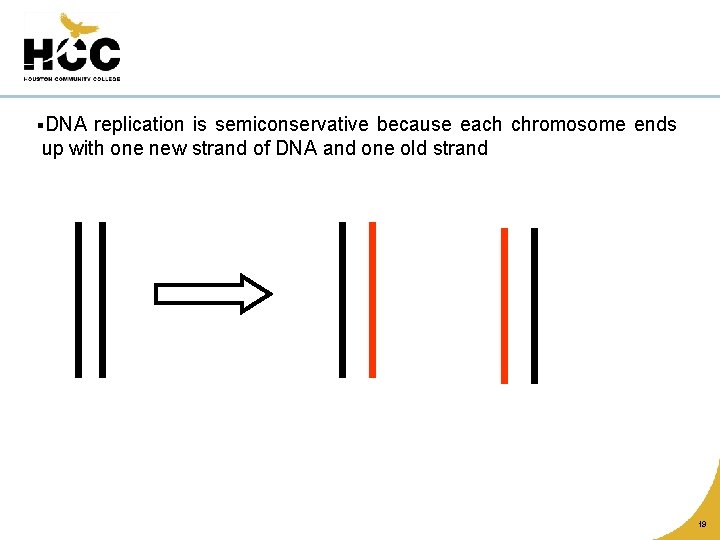 §DNA replication is semiconservative because each chromosome ends up with one new strand of
