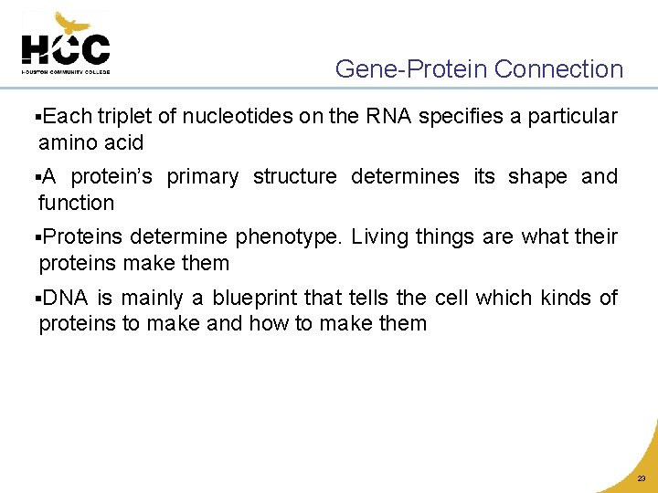 Gene-Protein Connection §Each triplet of nucleotides on the RNA specifies a particular amino acid