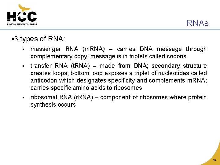 RNAs § 3 types of RNA: § messenger RNA (m. RNA) – carries DNA