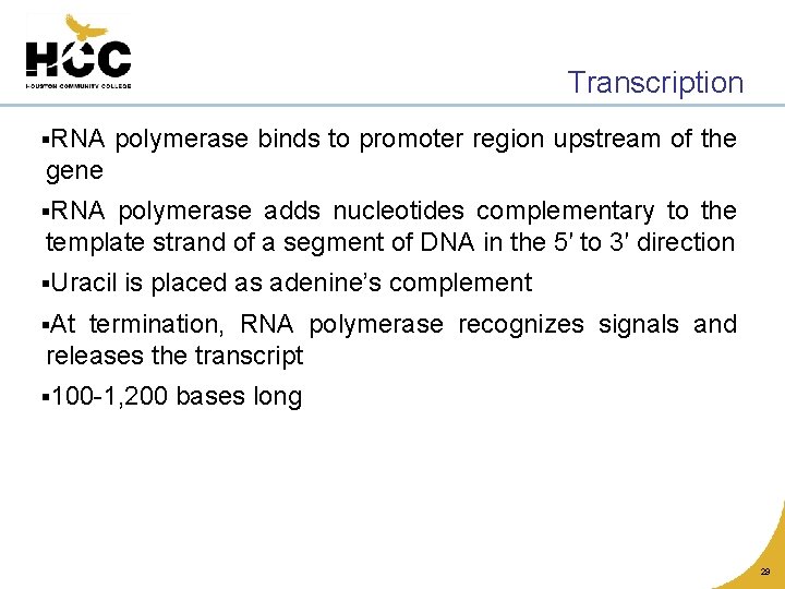 Transcription §RNA polymerase binds to promoter region upstream of the gene §RNA polymerase adds