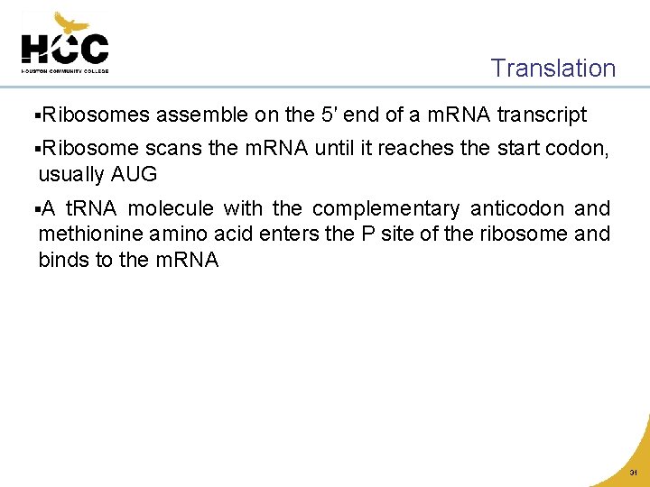 Translation §Ribosomes assemble on the 5′ end of a m. RNA transcript §Ribosome scans