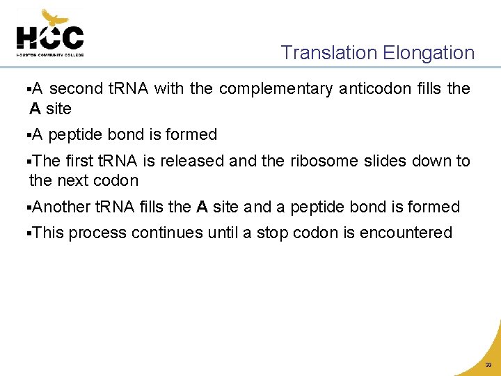 Translation Elongation §A second t. RNA with the complementary anticodon fills the A site