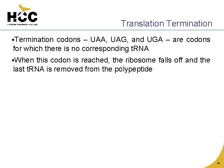 Translation Termination §Termination codons – UAA, UAG, and UGA – are codons for which