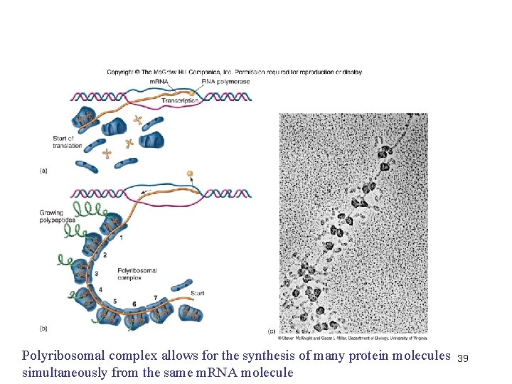 Polyribosomal complex allows for the synthesis of many protein molecules simultaneously from the same