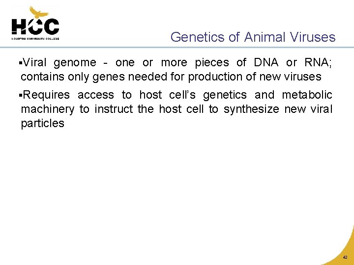 Genetics of Animal Viruses §Viral genome - one or more pieces of DNA or
