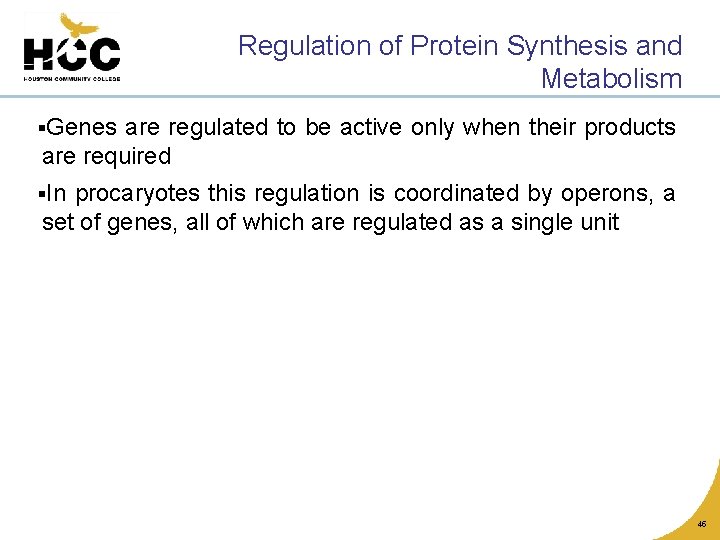 Regulation of Protein Synthesis and Metabolism §Genes are regulated to be active only when
