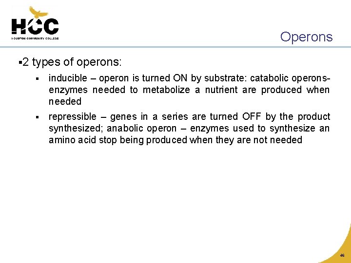 Operons § 2 types of operons: § inducible – operon is turned ON by