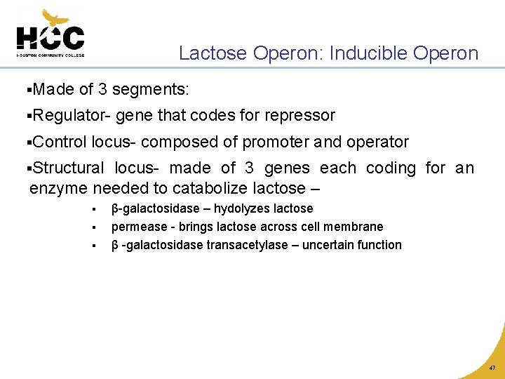 Lactose Operon: Inducible Operon §Made of 3 segments: §Regulator§Control gene that codes for repressor