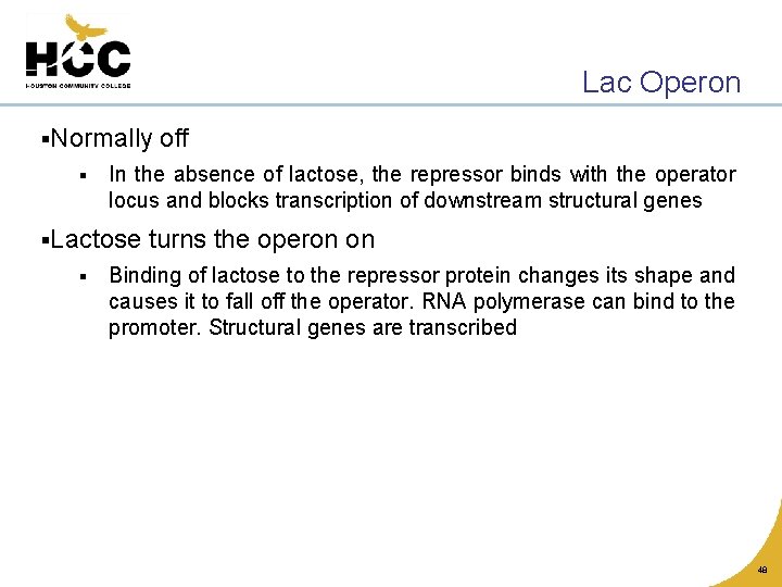 Lac Operon §Normally § In the absence of lactose, the repressor binds with the
