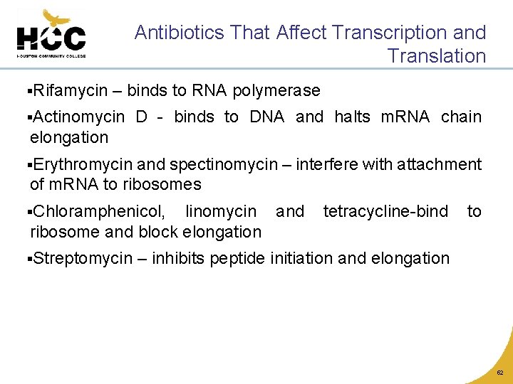 Antibiotics That Affect Transcription and Translation §Rifamycin – binds to RNA polymerase §Actinomycin D
