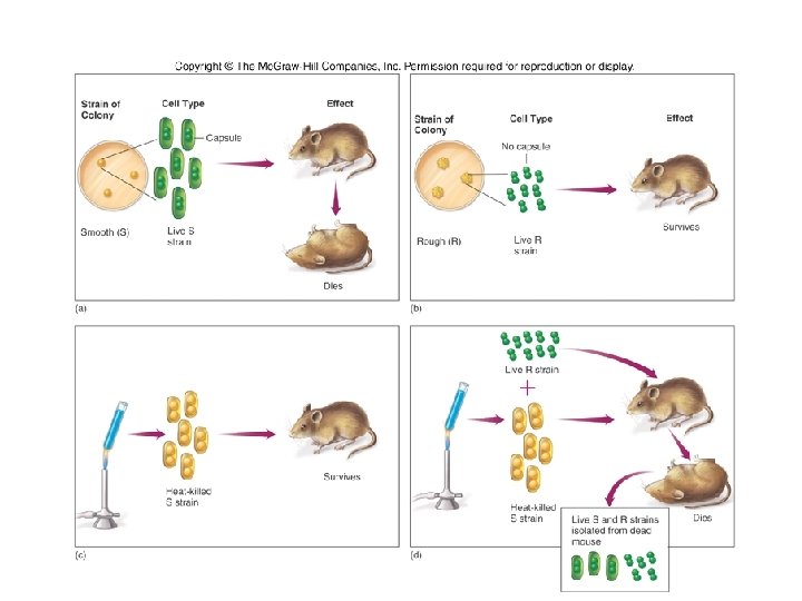 Insert figure 9. 23 transformation 68 