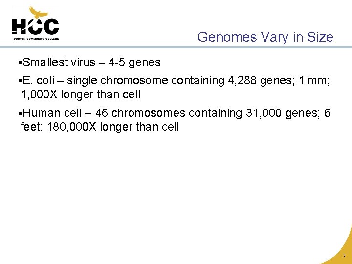 Genomes Vary in Size §Smallest virus – 4 -5 genes §E. coli – single