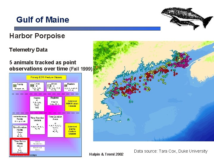 Gulf of Maine Harbor Porpoise Telemetry Data 5 animals tracked as point observations over Gulf of Maine Harbor Porpoise Telemetry Data 5 animals tracked as point observations over